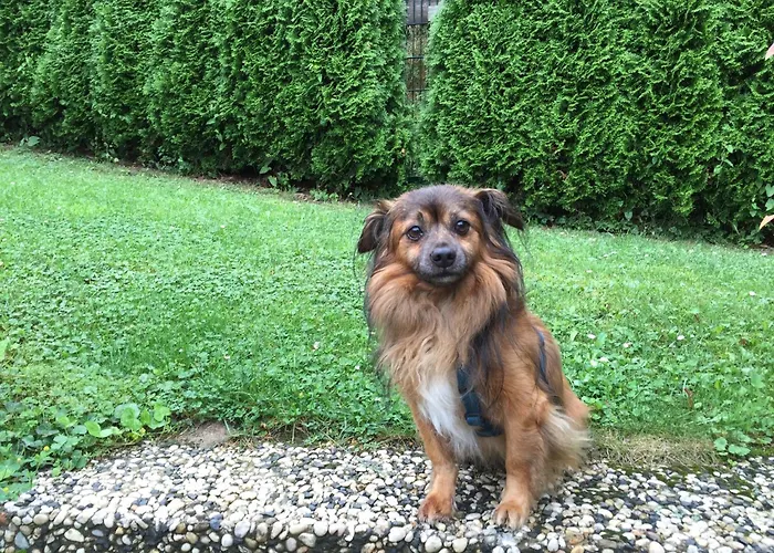 Hotel Garni Maass 3*